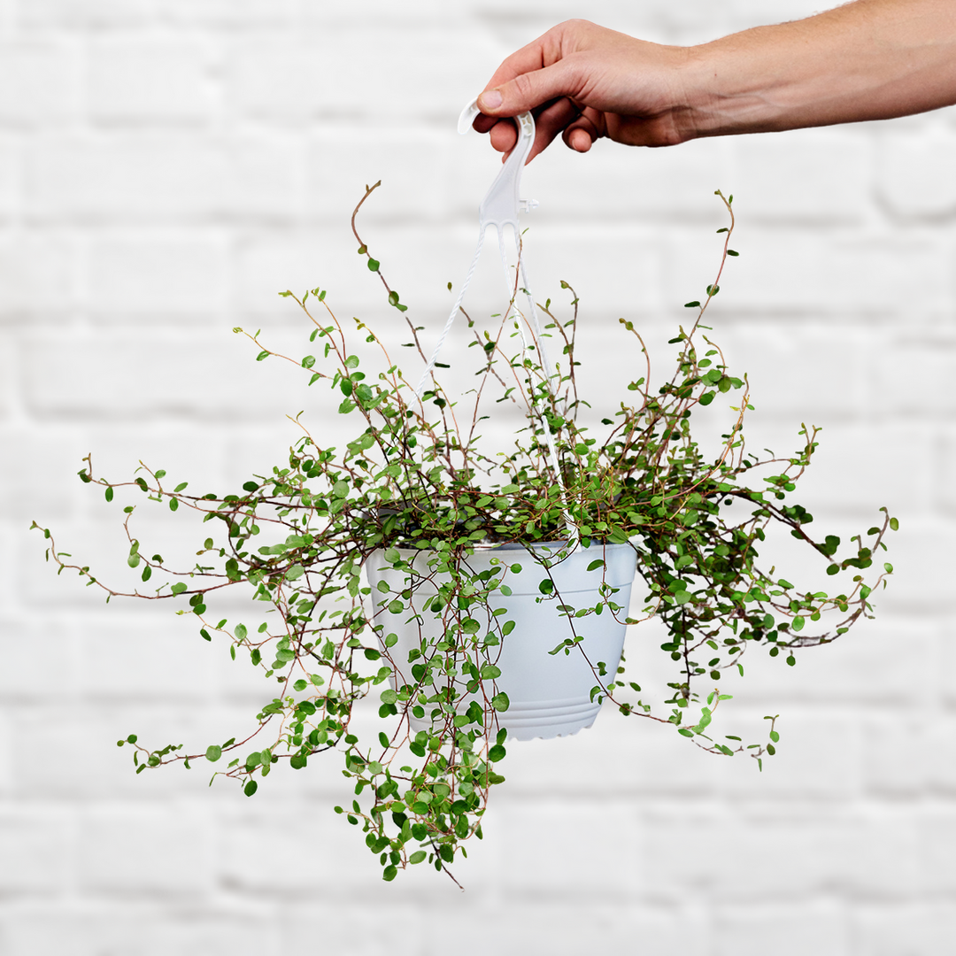 Maidenhair Vine - Shop Online!