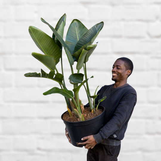 Plantify | Best Plant Nursery & Indoor Plant Shop Cape Town