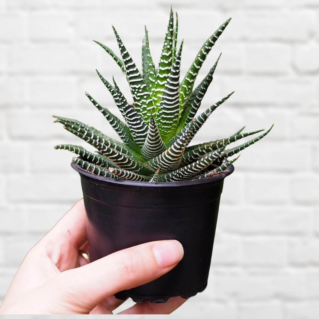 Zebra Haworthia - Shop Online!