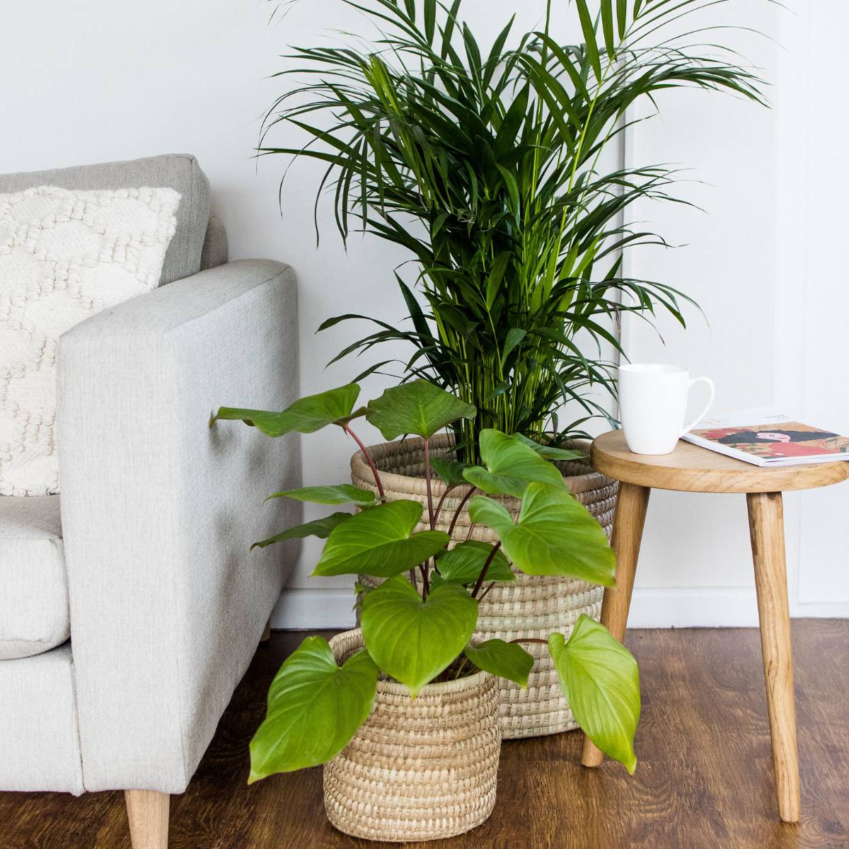 Homalomena Maggy | Indoor Plant – Plantify - Urban Nursery