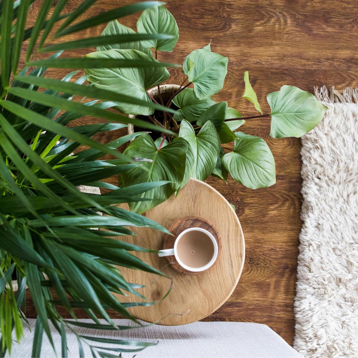 Homalomena Maggy | Indoor Plant – Plantify - Urban Nursery