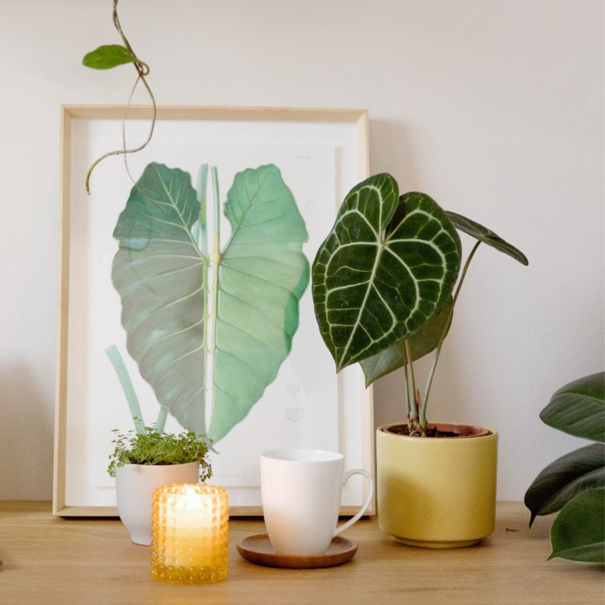 black and white vintage philodendron prints Framed Print - Philodendron Leaf