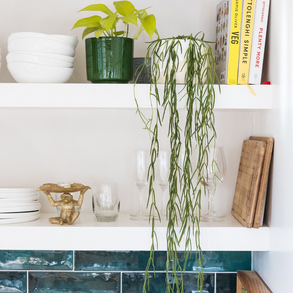 Hoya Linearis - Plantify Urban Plantery