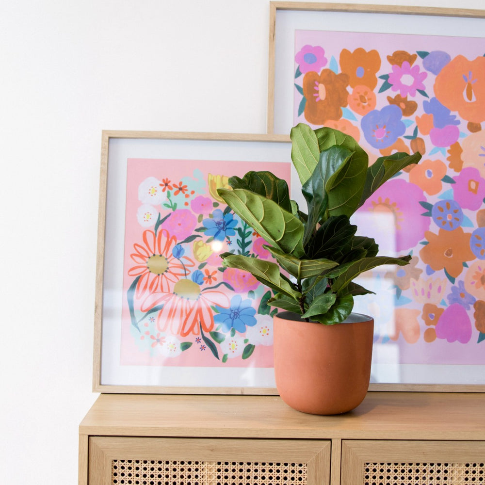 Fiddle Leaf Fig - Shop Online!