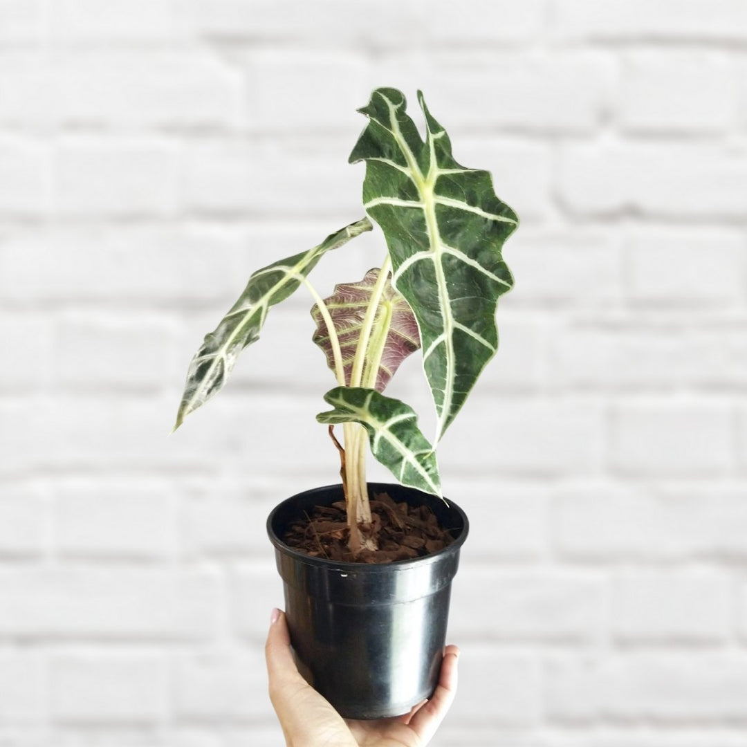 Alocasia Amazonica - Shop Online!