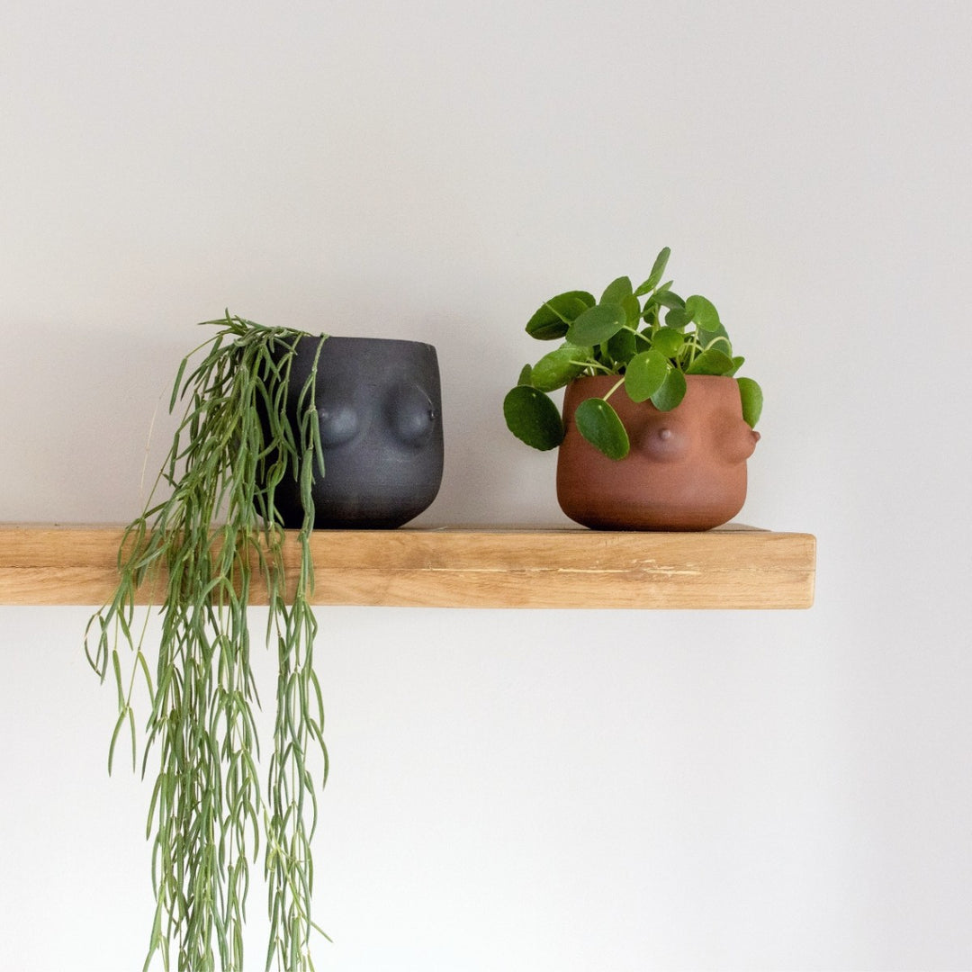 indoor hanging money plant Chinese Money Plant