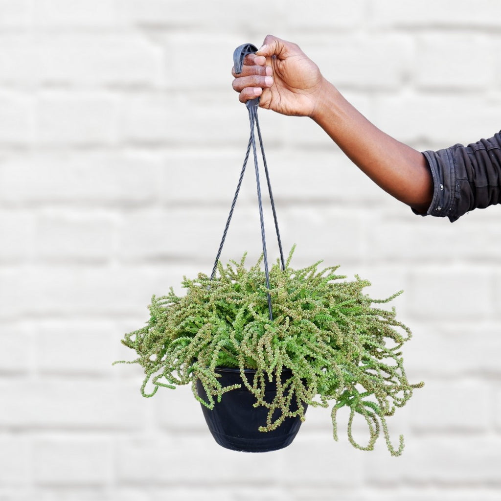 chain plant succulent Crassula - Watch Chain