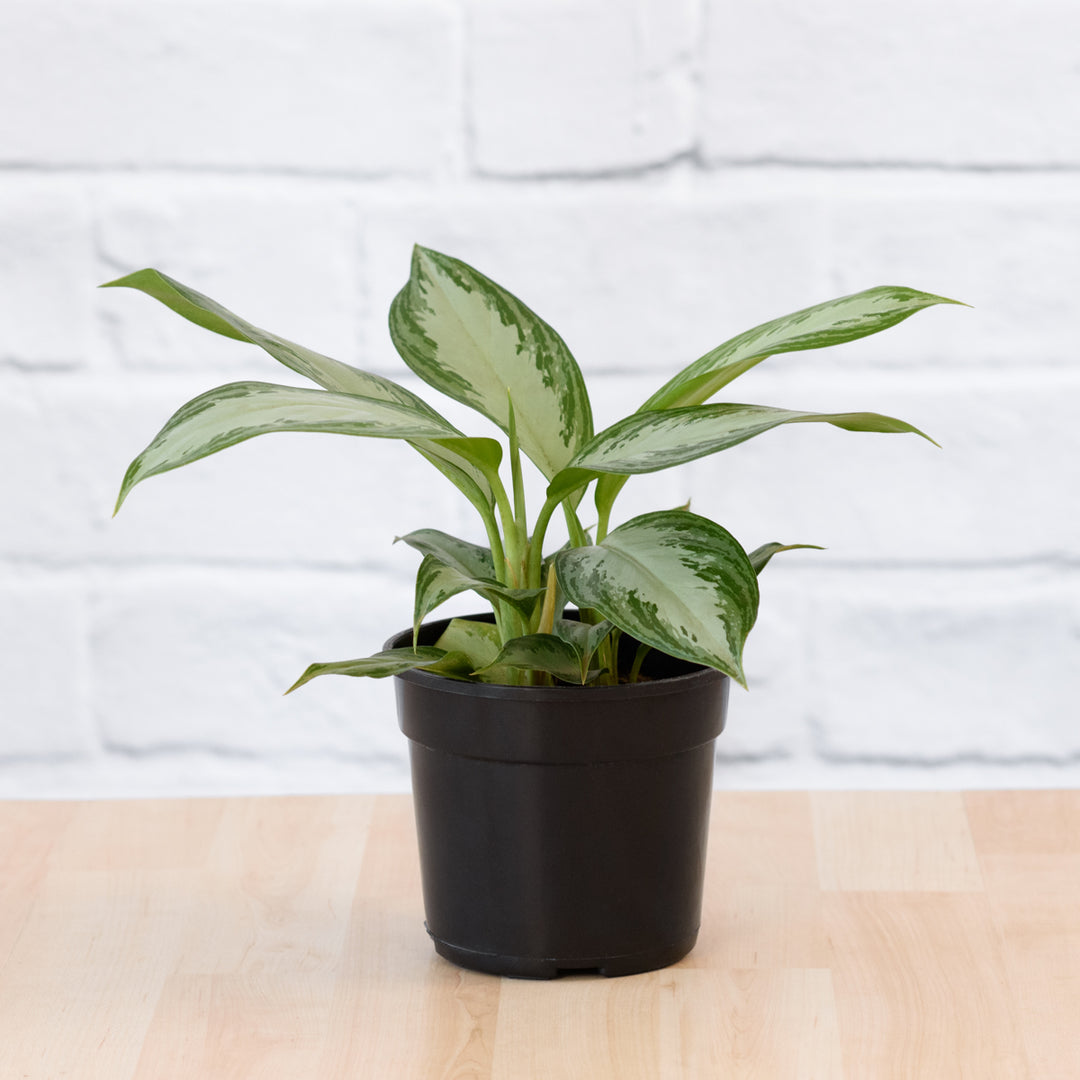 Chinese Evergreen - Silver Bay - Shop Online!