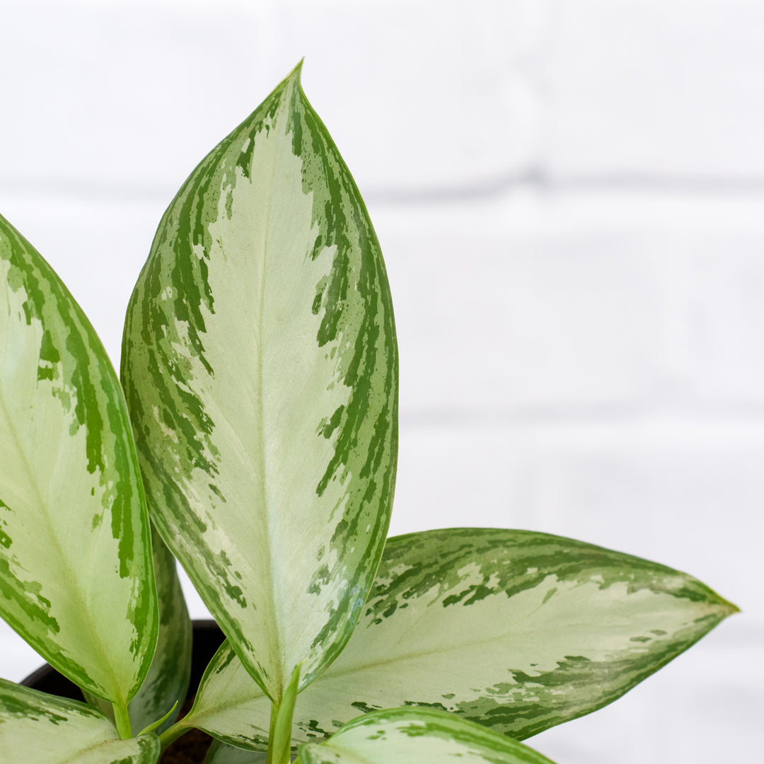Chinese Evergreen - Silver Bay - Shop Online!
