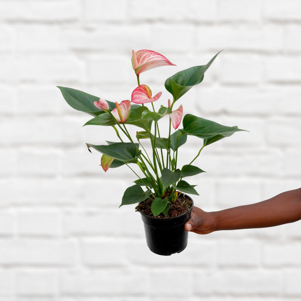anthurium pink 40cm house plant Anthurium - Pink