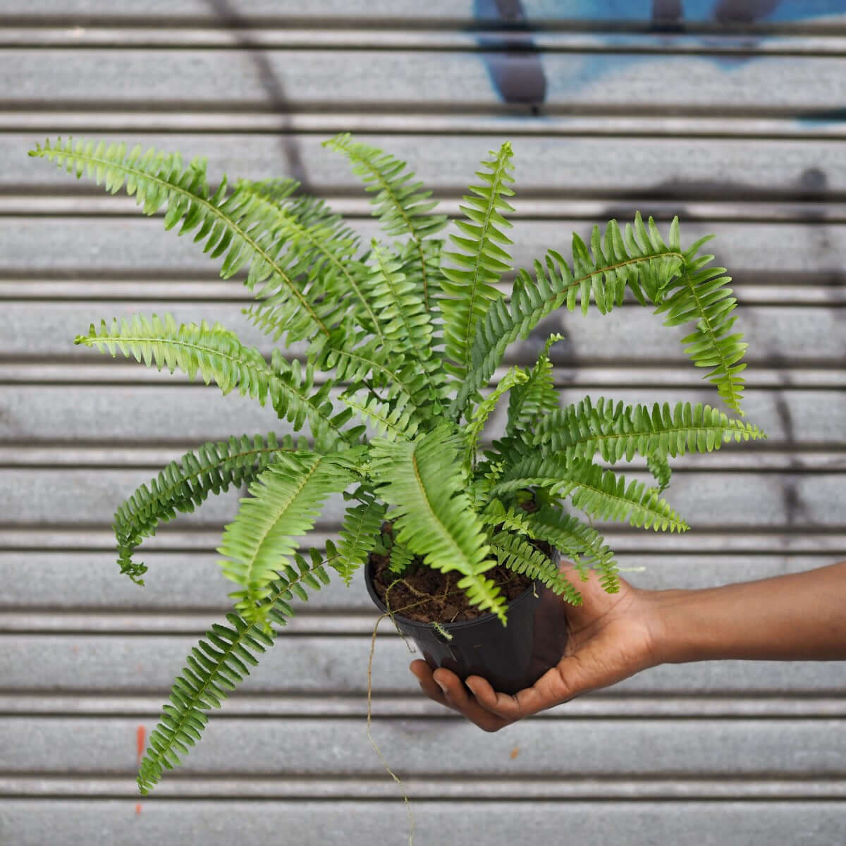 Australian Sword Fern - Emerald Queen | Indoor Plant