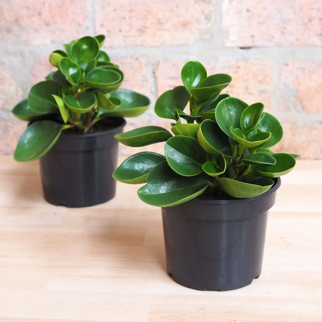 Baby Rubber Plant - Red Edge - Shop Online!