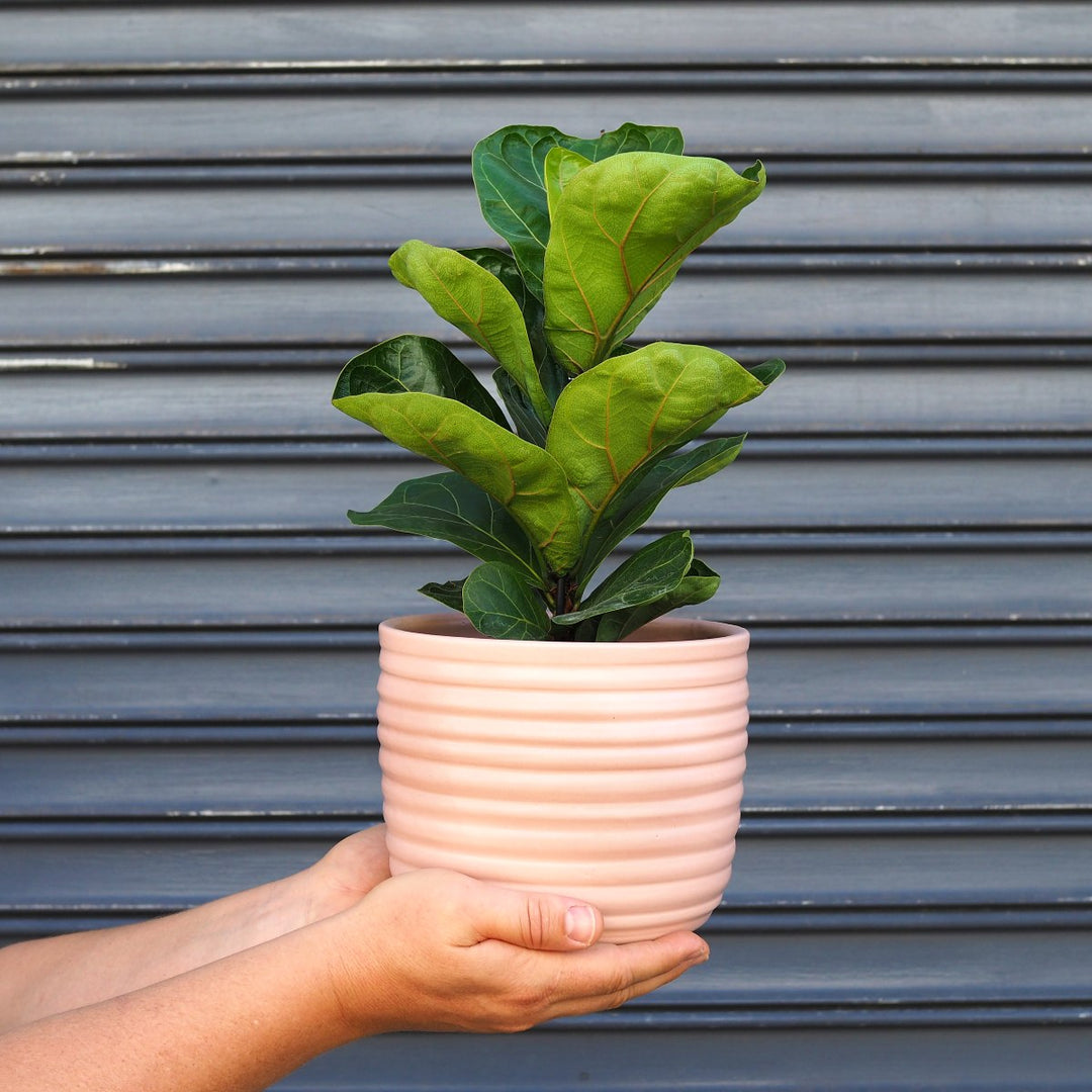 Fiddle Leaf Fig - Bambino - Shop Online!