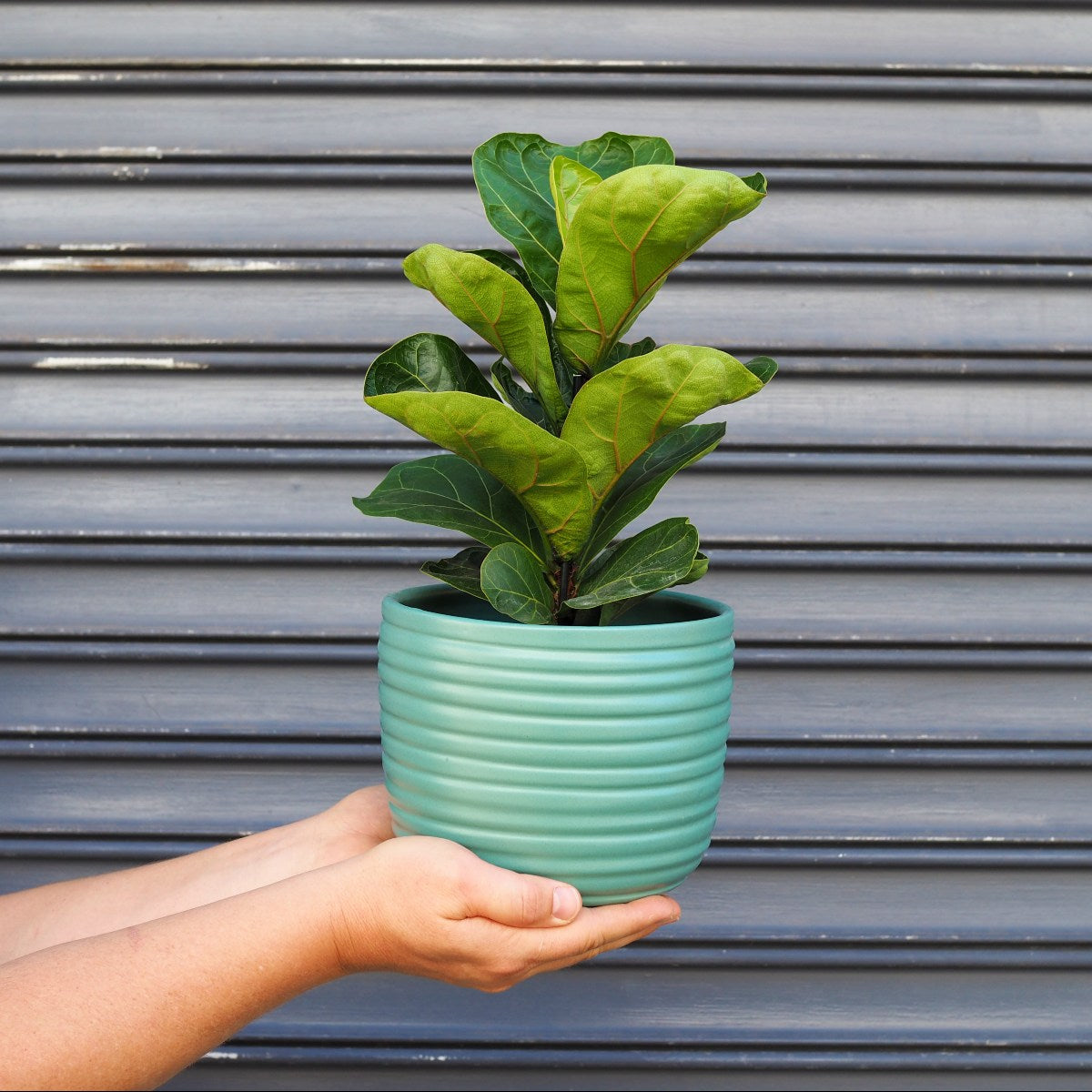 Fiddle Leaf Fig - Bambino