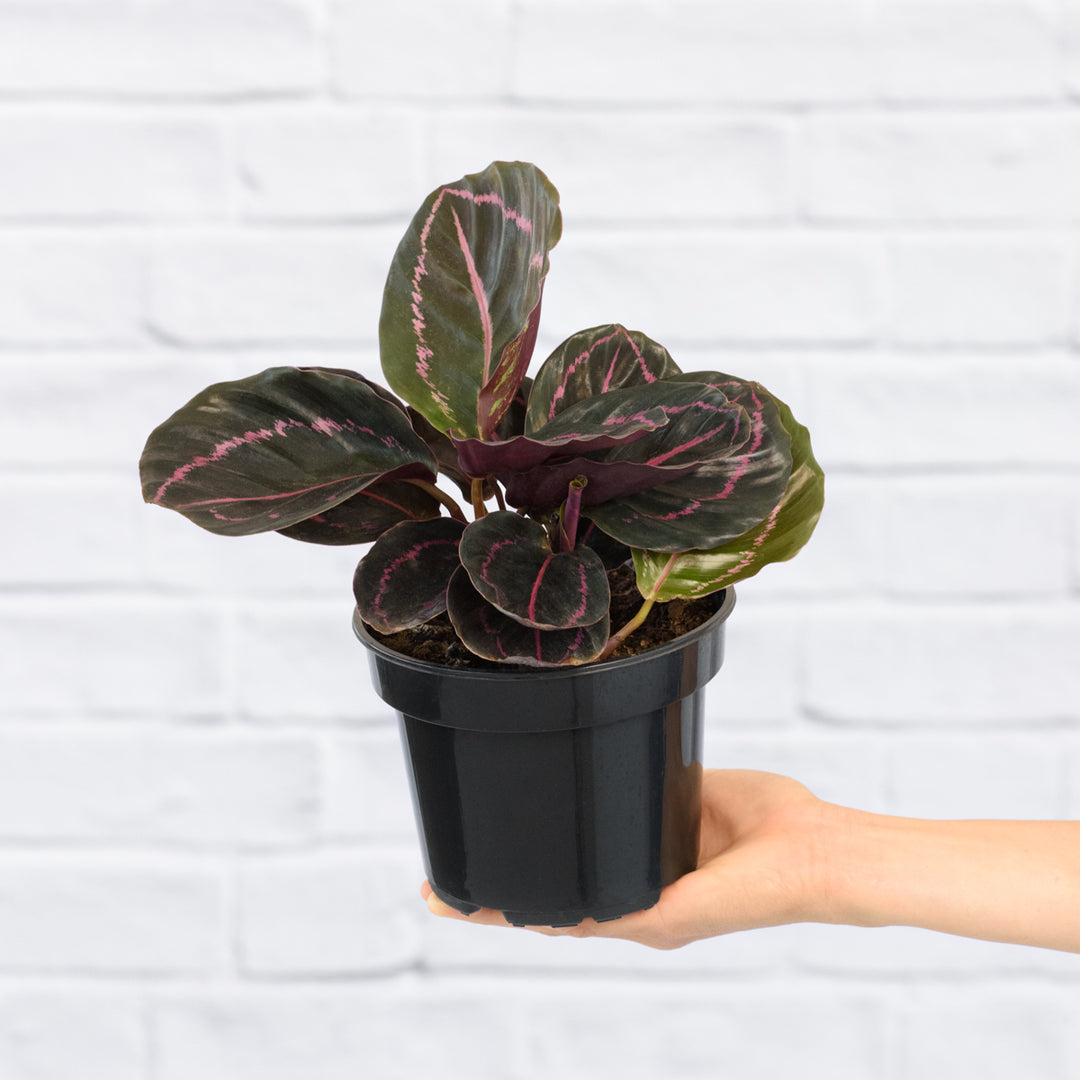 Calathea Dottie - Shop Online!