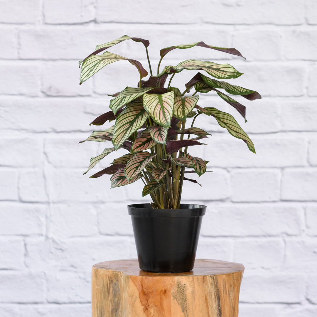 Calathea Majestic Star - Shop Online!