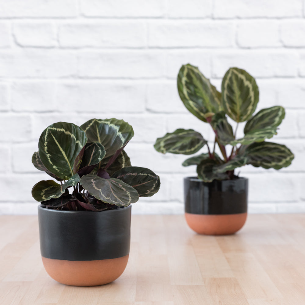 Calathea Medallion - Shop Online!