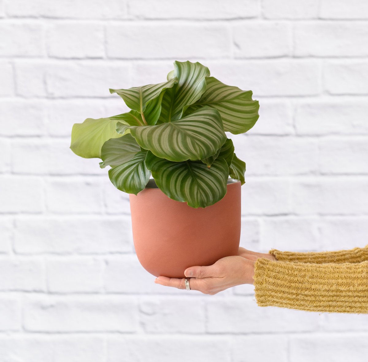 calathea theo Calathea Orbifolia - LARGE