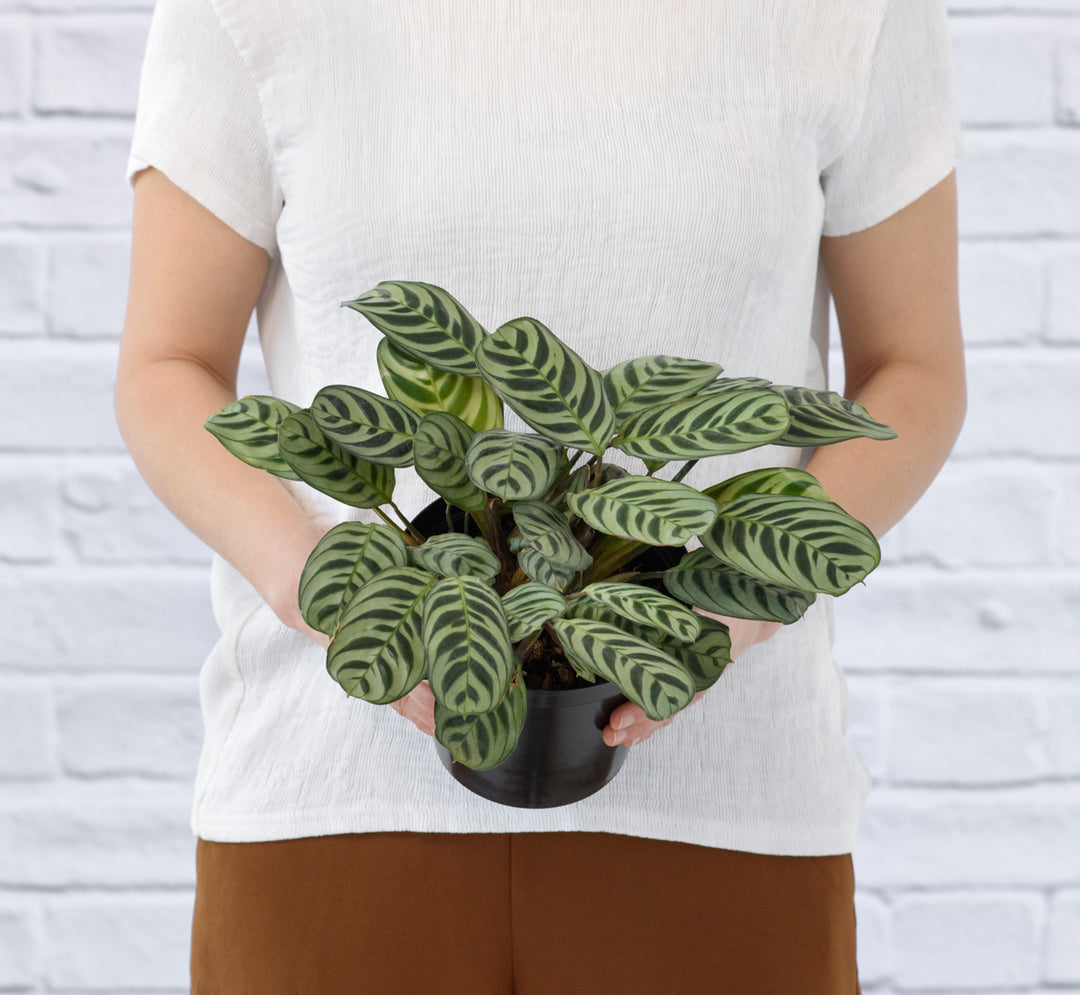 Calathea Peacock - Shop Online!