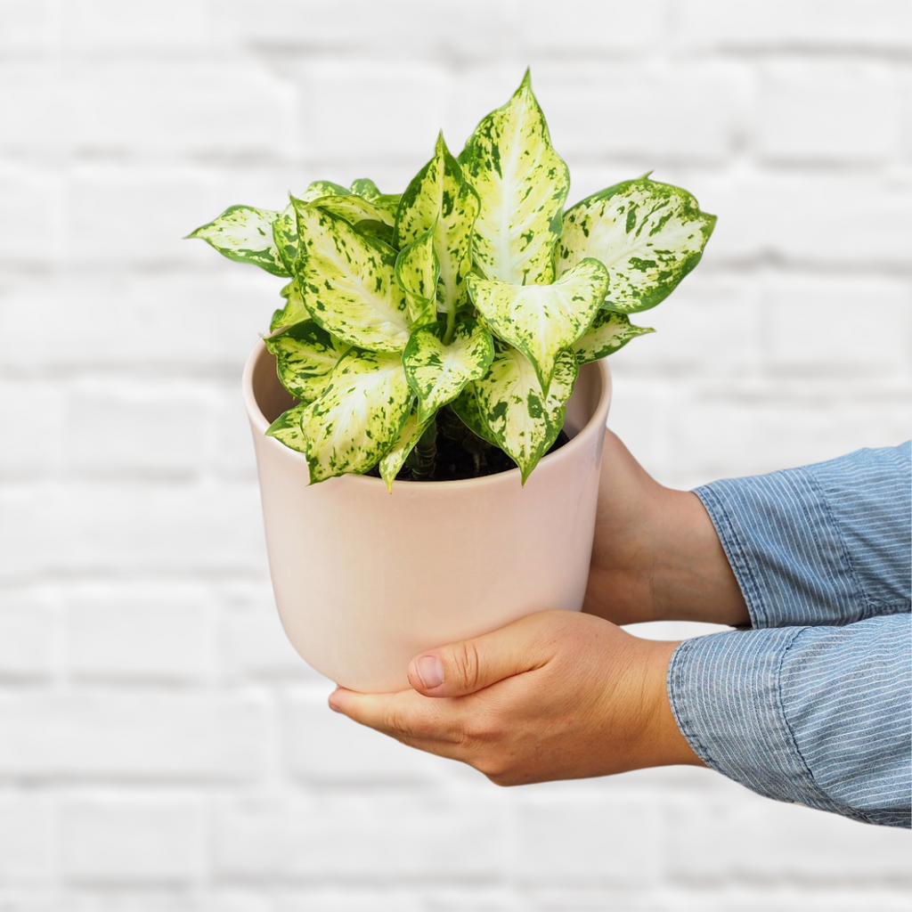 dieffenbachia amy care Dieffenbachia - Amy