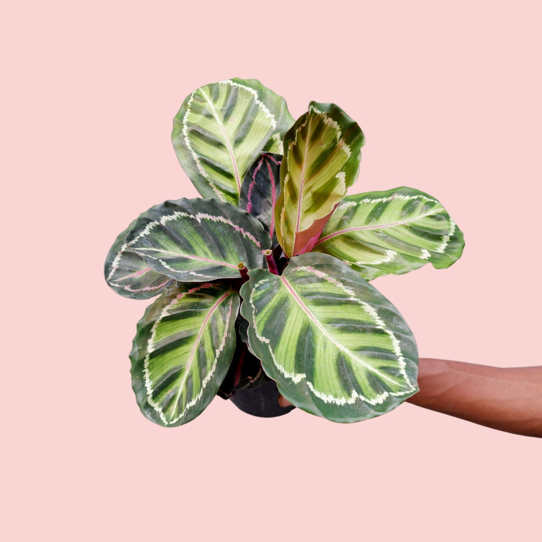 Calathea Roseopicta - Shop Online!