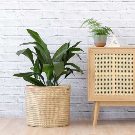 Plantify | Best Plant Nursery & Indoor Plant Shop Cape Town