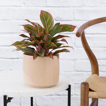 Indoor Plants - Easy Care, Low Light and Hanging options!