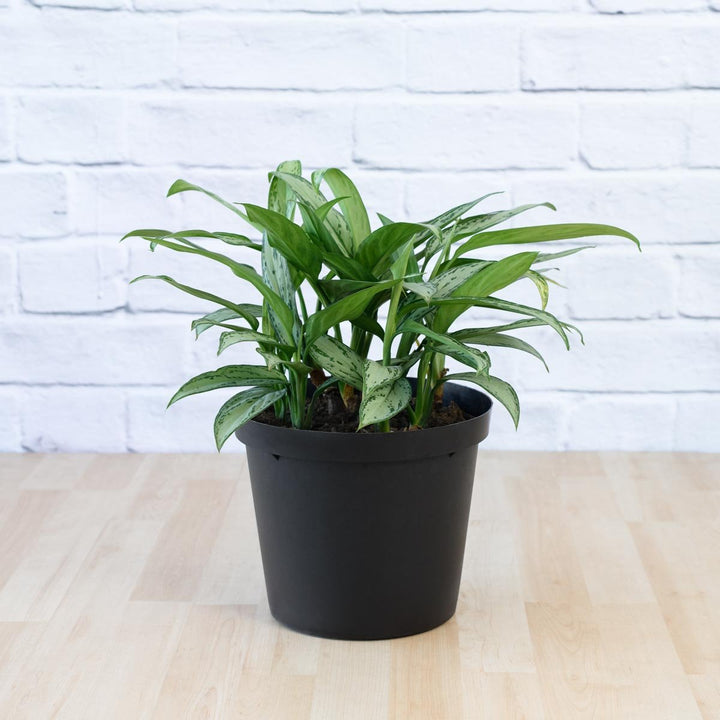 Chinese Evergreen - Silver Queen - LARGE - Shop Online!