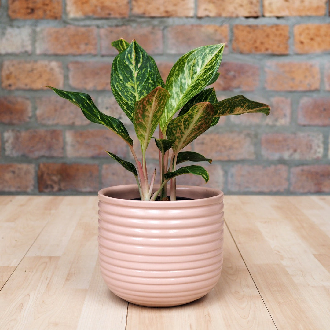 Chinese Evergreen - Pink Peacock - Shop Online!