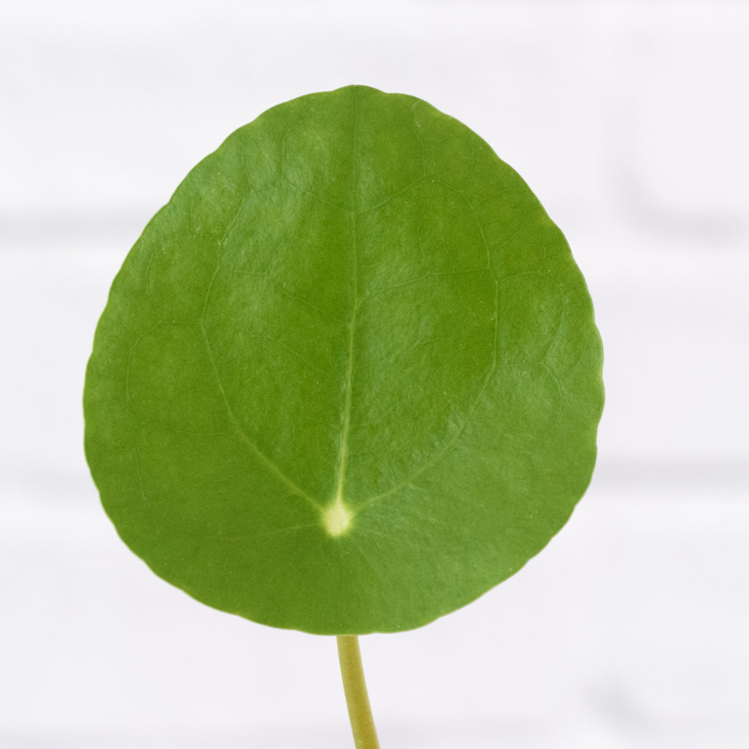 chinese money plant south africa Chinese Money Plant