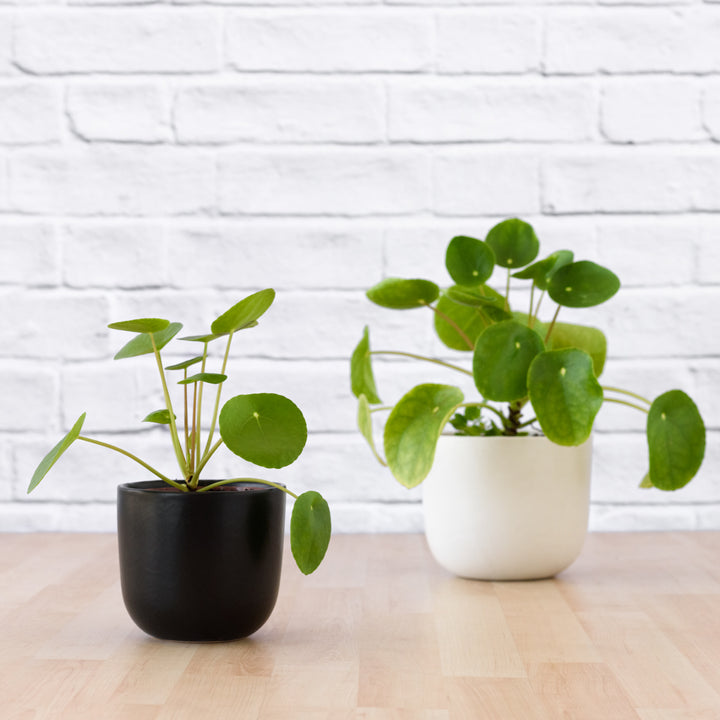 Chinese Money Plant - Shop Online!