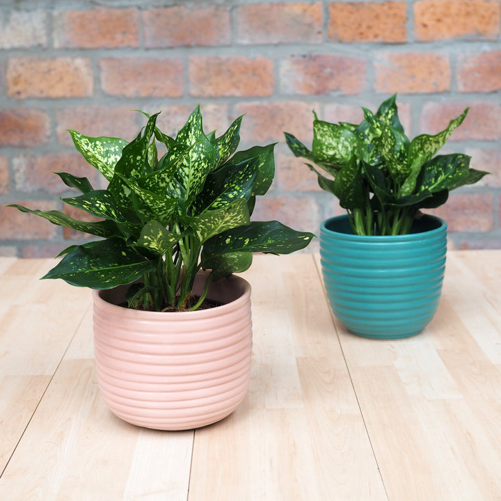 Chinese Evergreen - White Dud - Shop Online!