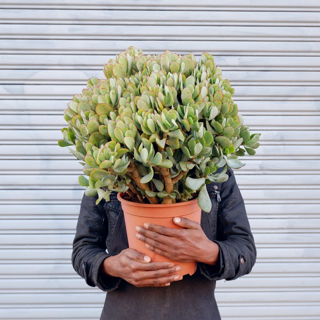 blue jade succulent Crassula
