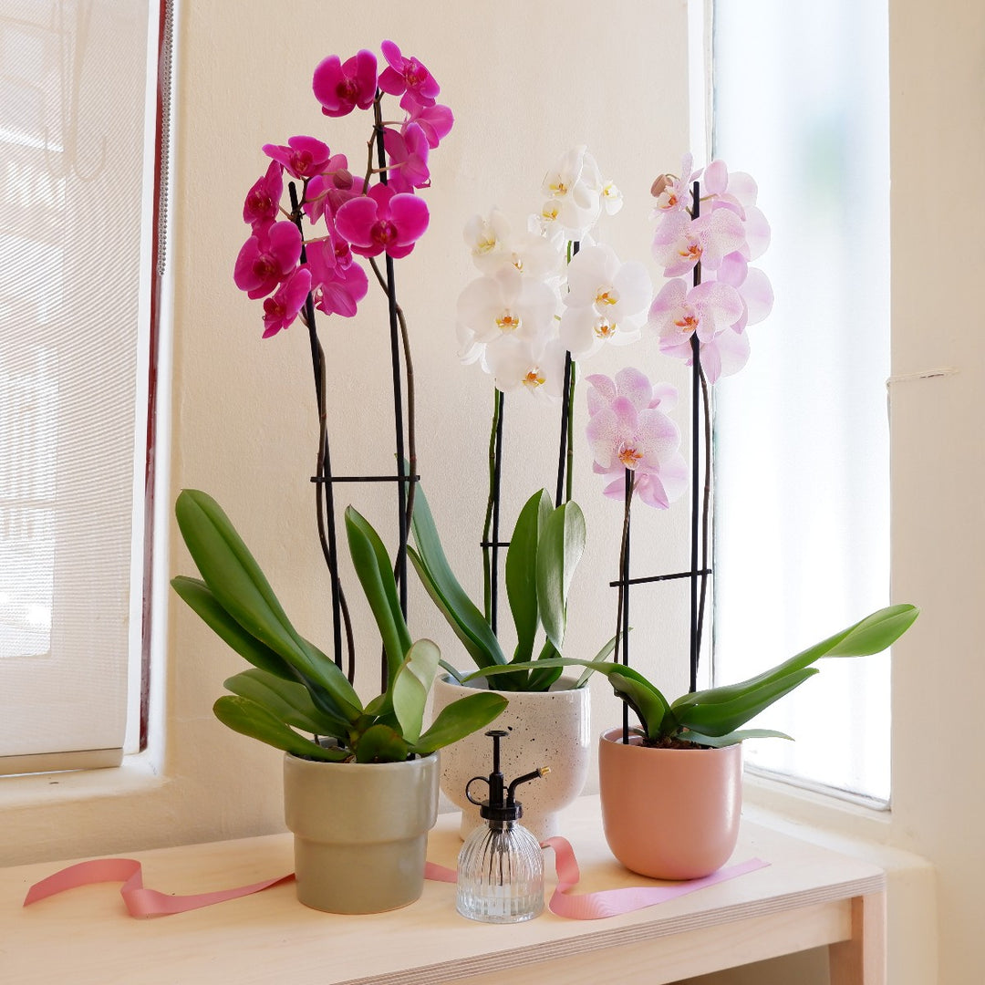 Moth Orchid - Shop Online!