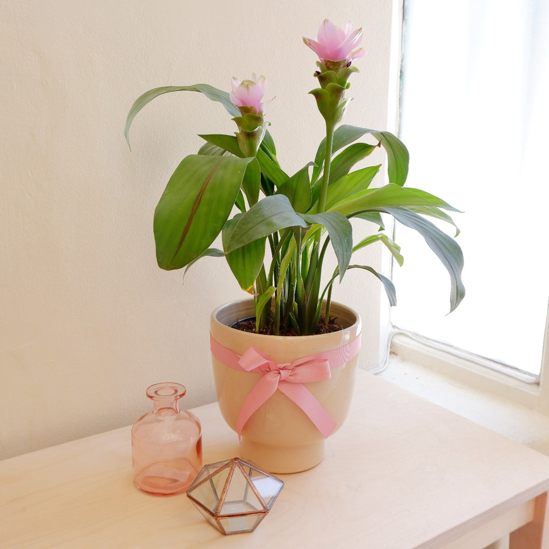 Siam Tulip - Pink - Shop Online!