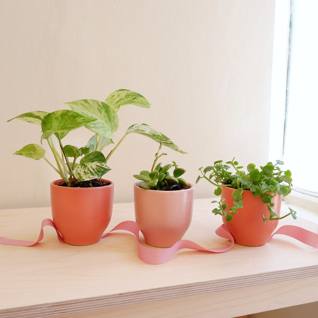 online plant pot shop Mini Plants in Pink Pots Plantify
