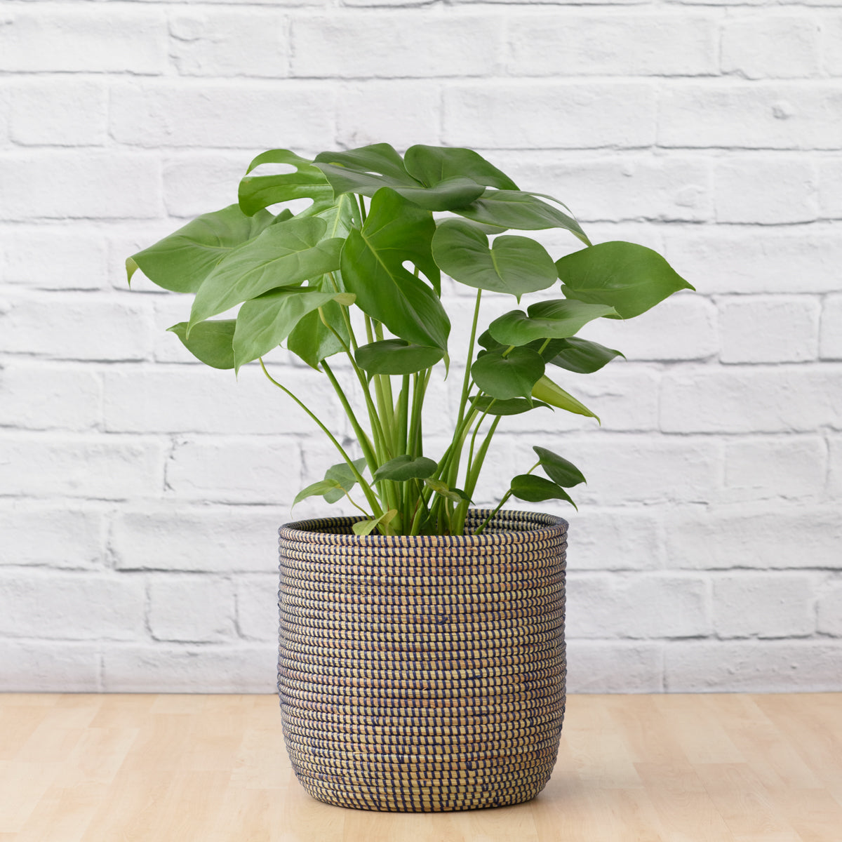 Delicious Monster - Large | Indoor Plant