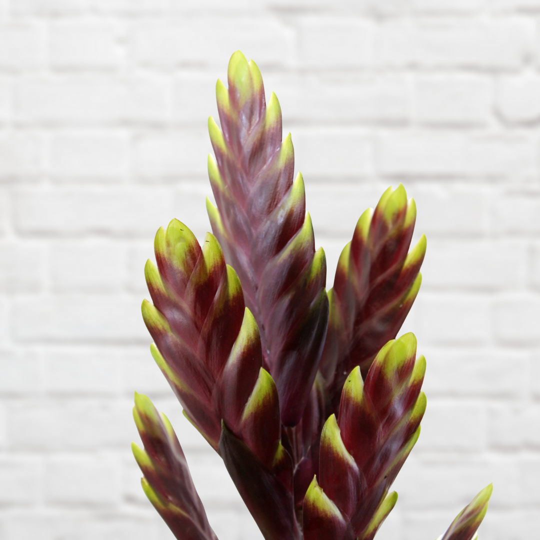 Bromeliad Vriesea - Maroon with Yellow Tips - Shop Online!