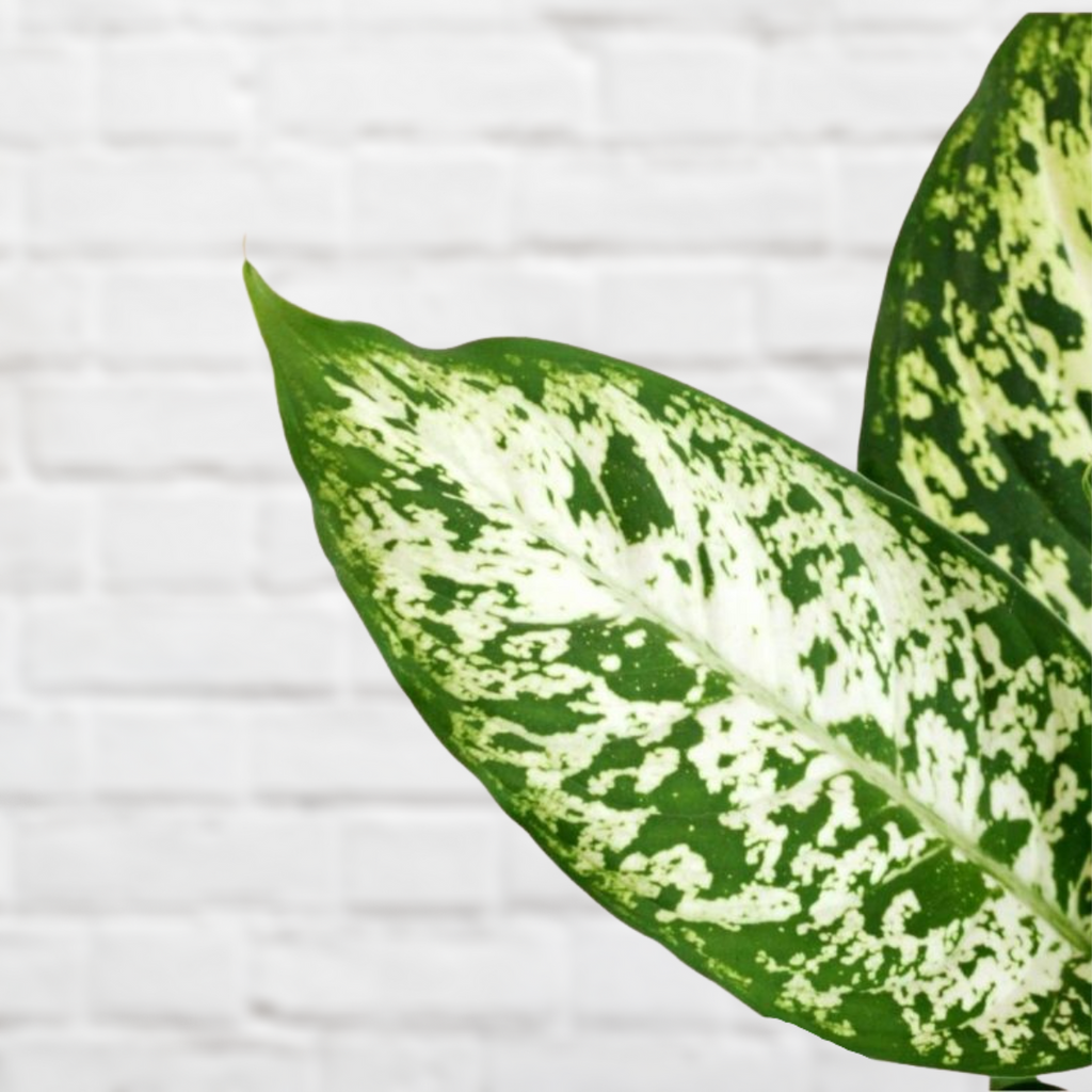 dieffenbachia maculata exotica Dieffenbachia - Exotica