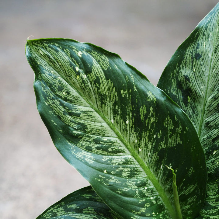 Dieffenbachia - Memoria - Shop Online!