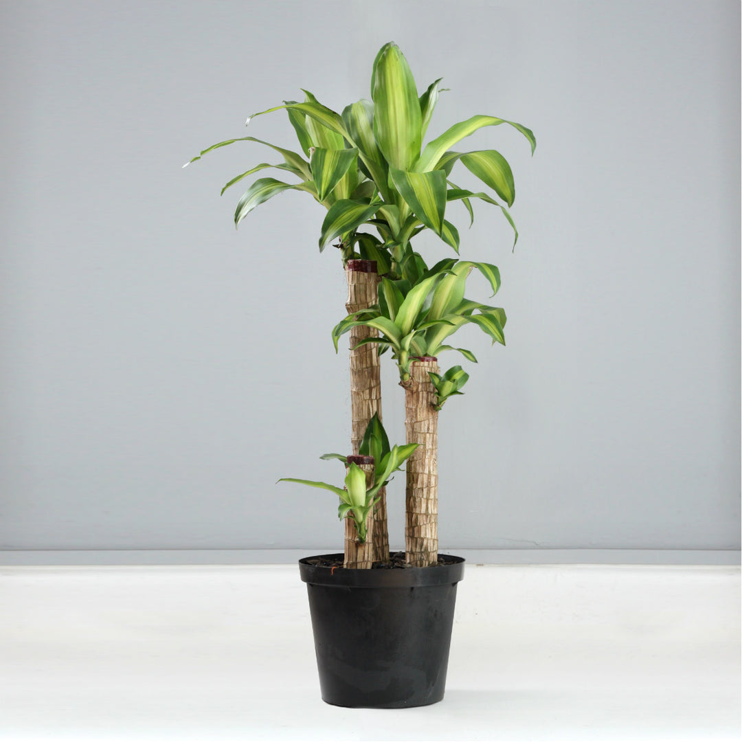 Dragon Tree - Corn Plant - Shop Online!