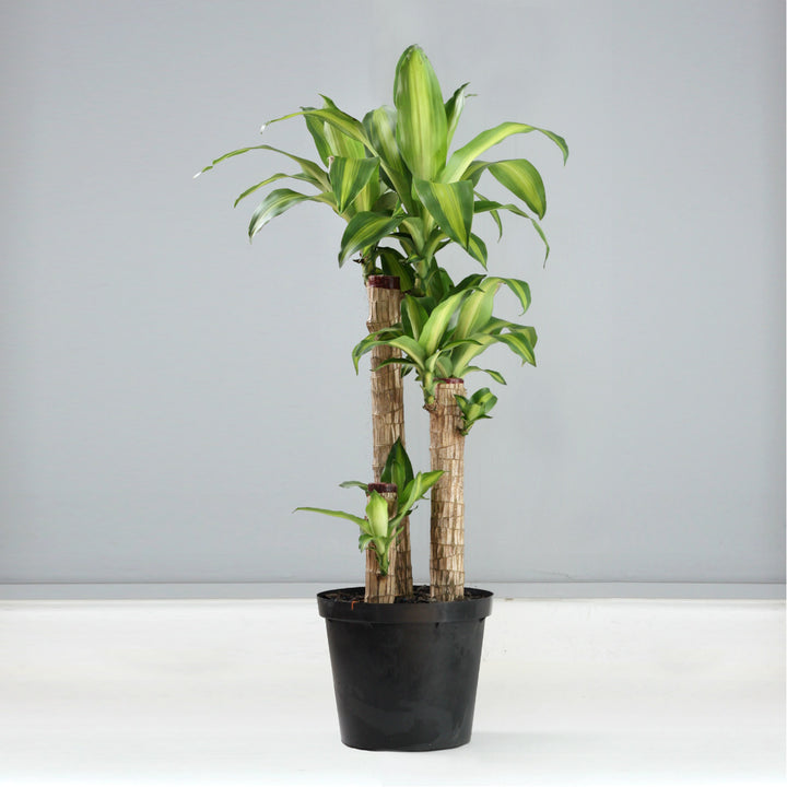 Dragon Tree - Corn Plant - Shop Online!