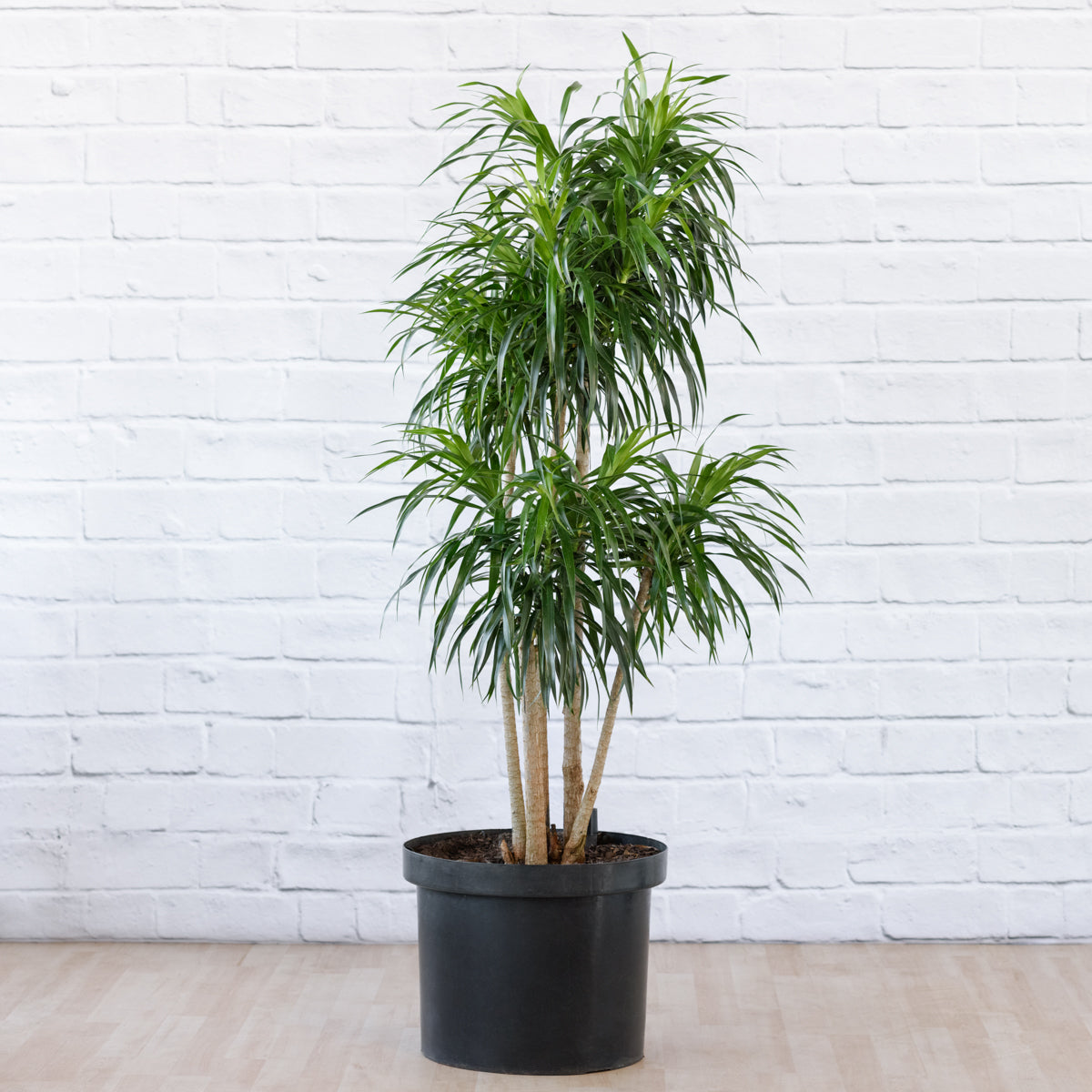 dracaena americana Dragon Tree - Americana - Extra Large