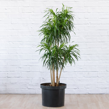 PLANTIFY - Indoor Plants, Pots and Gifts delivered Nationwide ...