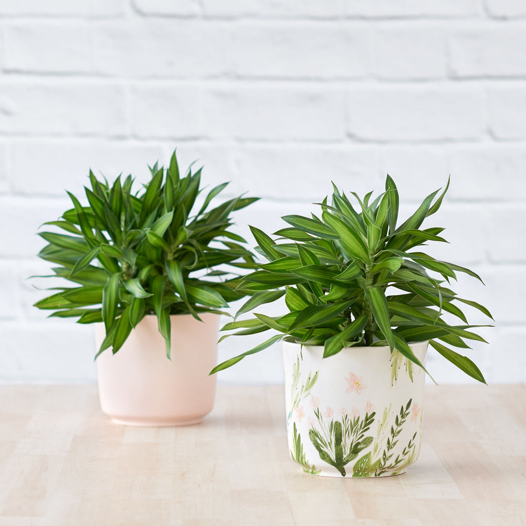 jamaican house plants Dragon Tree - Song of Jamaica