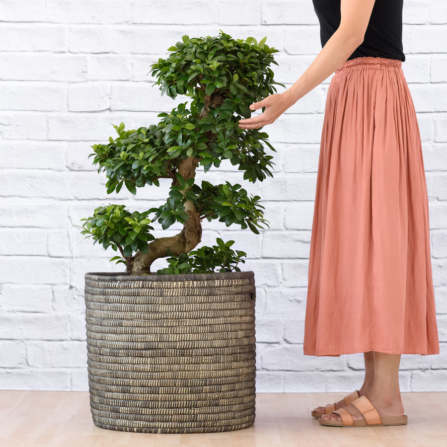 PLANTIFY - Indoor Plants, Pots and Gifts delivered Nationwide