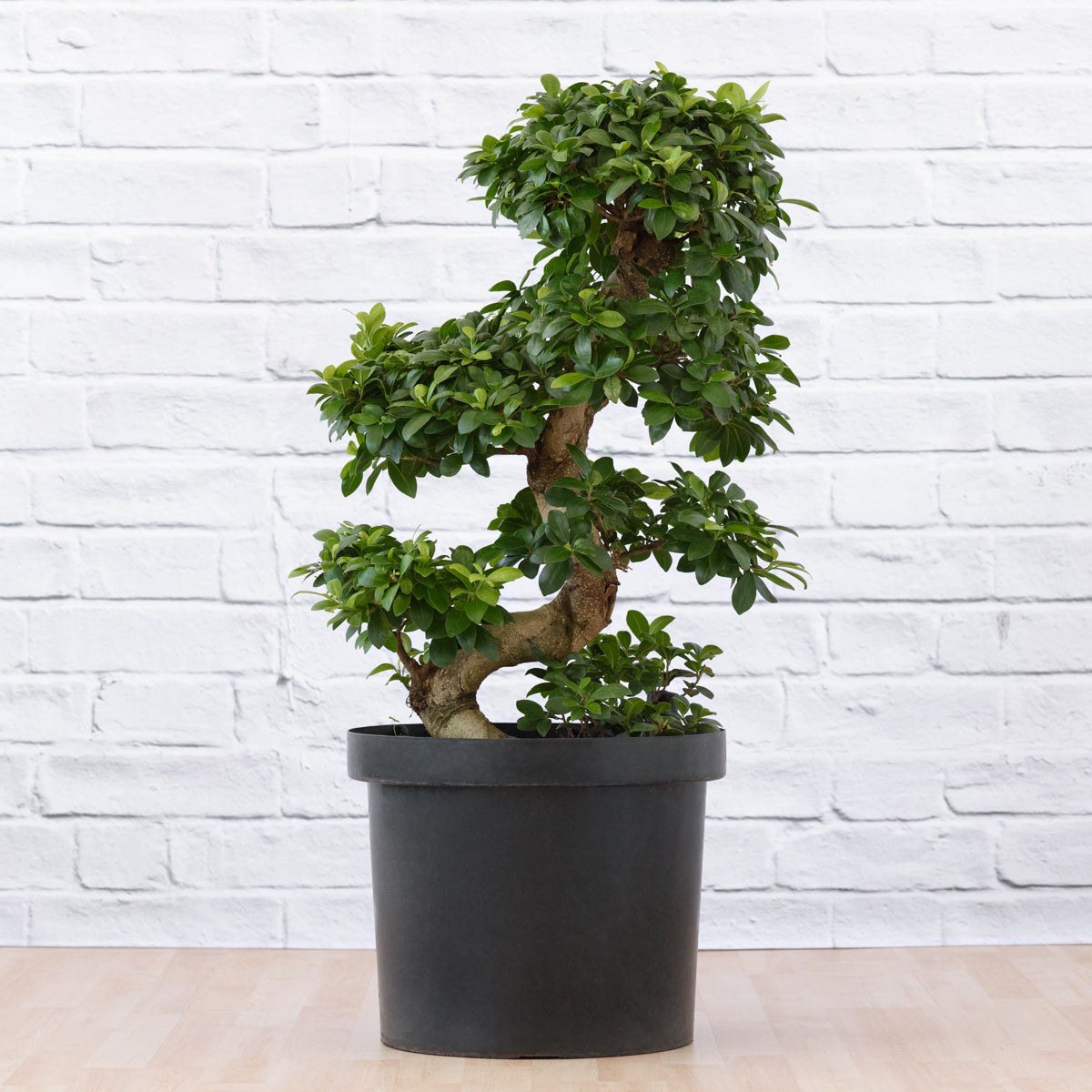 Ficus Ginseng - S-Shape | Indoor Plant