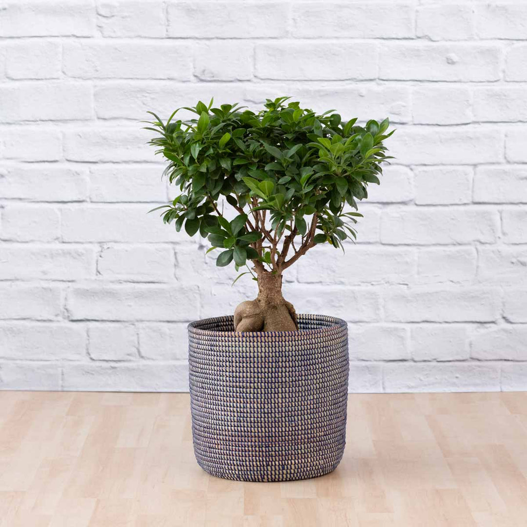Ficus Ginseng - Shop Online!