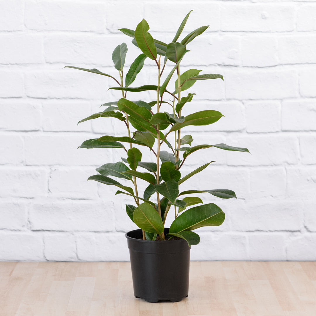 Treasure Tree Plantify Urban Plantery
