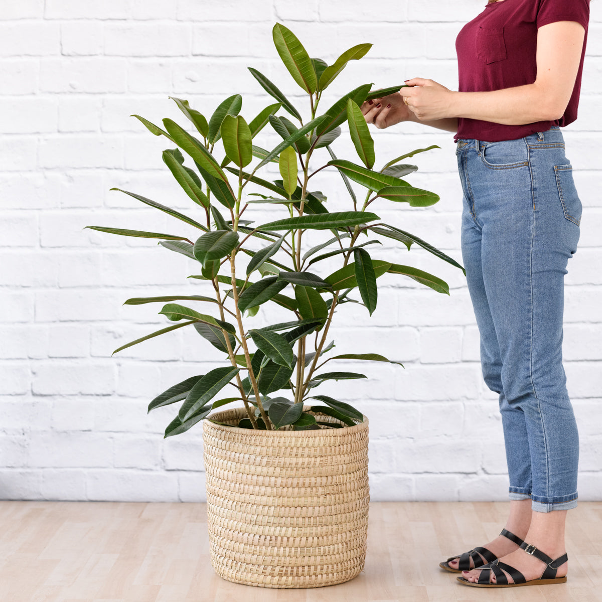 Treasure Tree | Indoor Plant